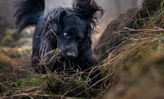 Schwarzer Hund buddelt im Wald.