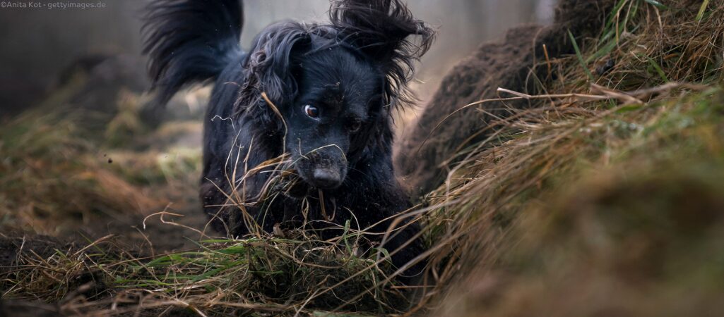 Schwarzer Hund buddelt im Wald.