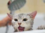 Eine Katze wird gebadet.