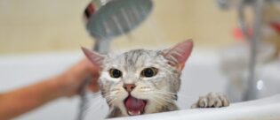 Eine Katze wird gebadet.