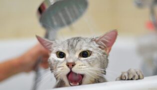 Eine Katze wird gebadet.