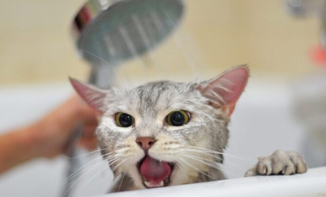 Eine Katze wird gebadet.