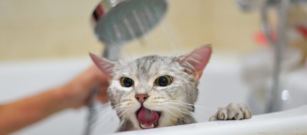 Eine Katze wird gebadet.