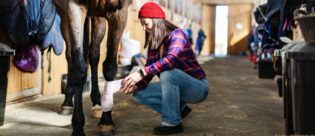 Frau legt Pferd Verband an.