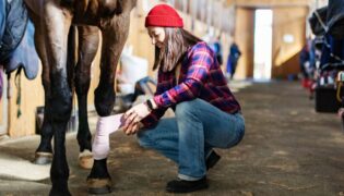 Frau legt Pferd Verband an.