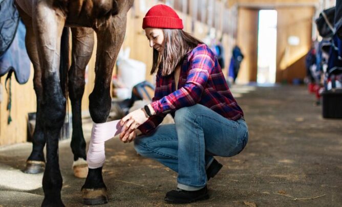 Frau legt Pferd Verband an.