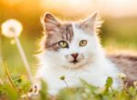 Katze liegt im Gras in der Sonne.