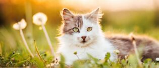Katze liegt im Gras in der Sonne.