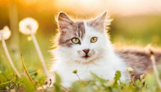 Katze liegt im Gras in der Sonne.