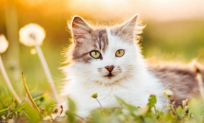 Katze liegt im Gras in der Sonne.