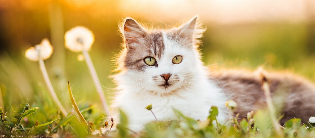 Katze liegt im Gras in der Sonne.