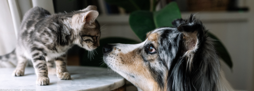 Eine getigerte Katze steht einem langhaarigen Hund auf einem Tisch gegenüber.