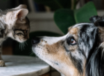 Eine getigerte Katze steht einem langhaarigen Hund auf einem Tisch gegenüber.