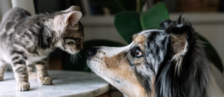 Eine getigerte Katze steht einem langhaarigen Hund auf einem Tisch gegenüber.