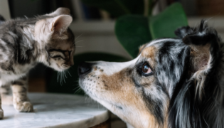 Eine getigerte Katze steht einem langhaarigen Hund auf einem Tisch gegenüber.