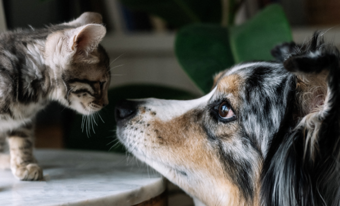 Eine getigerte Katze steht einem langhaarigen Hund auf einem Tisch gegenüber.