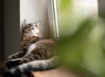 Katze am Kippfenster.