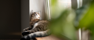 Katze am Kippfenster.