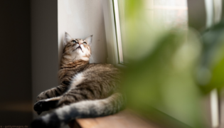 Katze am Kippfenster.