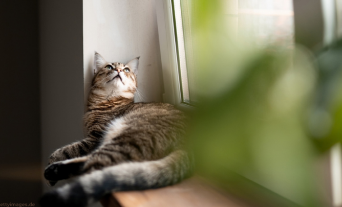 Katze am Kippfenster.