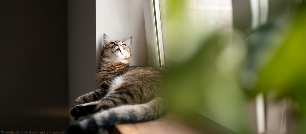 Katze am Kippfenster.