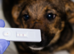 Positiver Parvovirose-Test beim Hund.