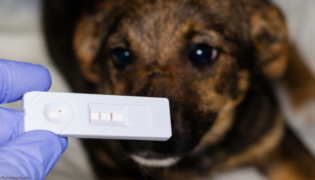 Positiver Parvovirose-Test beim Hund.