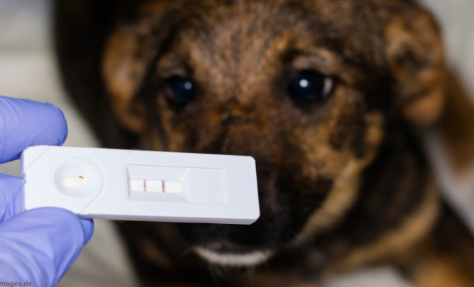 Positiver Parvovirose-Test beim Hund.