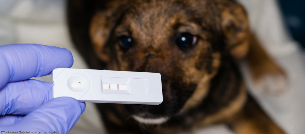 Positiver Parvovirose-Test beim Hund.