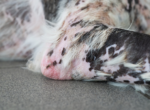 Haarausfall beim Hund.