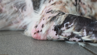 Haarausfall beim Hund.