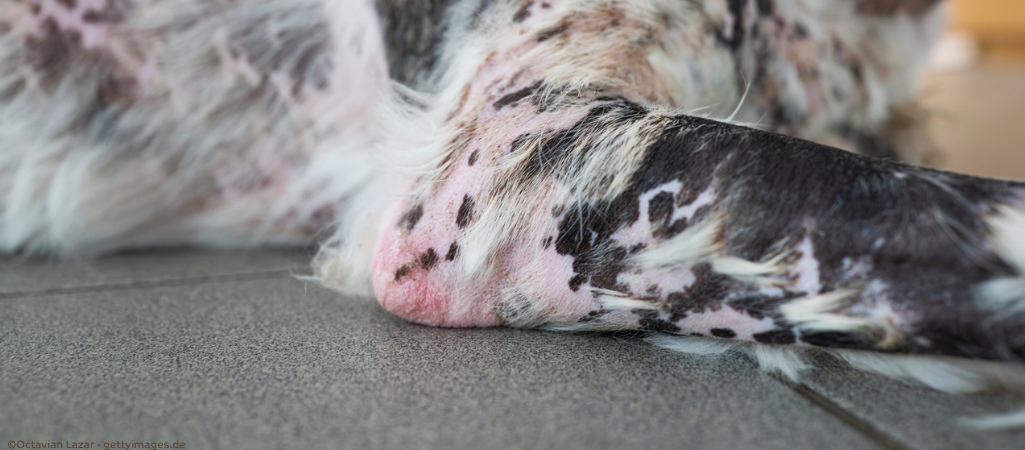 Haarausfall beim Hund.