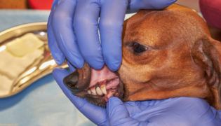 Hund bei der Untersuchung auf Parodontitis.