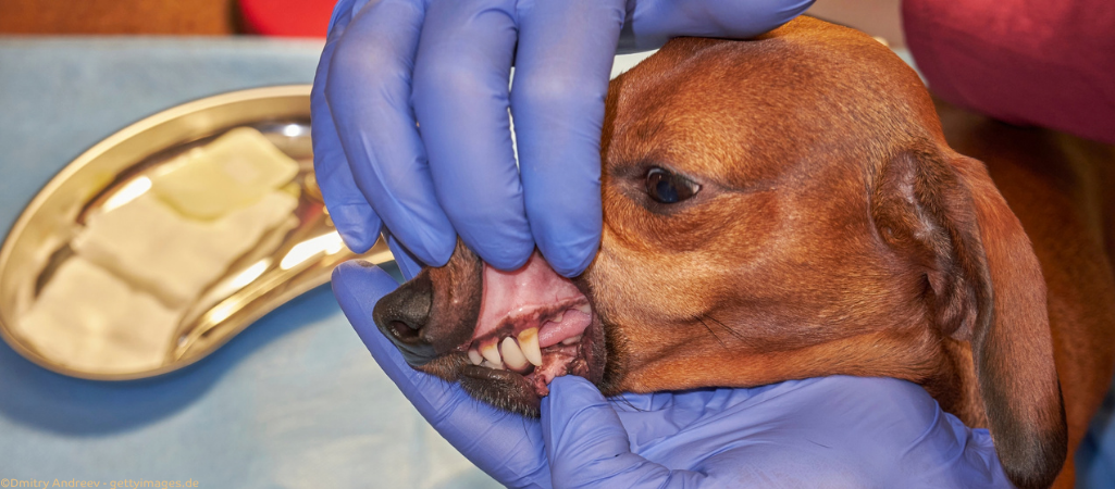 Hund bei der Untersuchung auf Parodontitis.