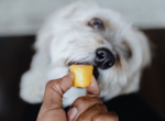 Hund bekommt selbstgemachtes Leberwursteis in Eiswürfelform.
