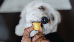 Hund bekommt selbstgemachtes Leberwursteis in Eiswürfelform.