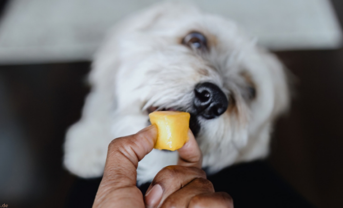 Hund bekommt selbstgemachtes Leberwursteis in Eiswürfelform.
