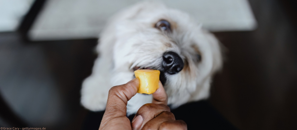 Hund bekommt selbstgemachtes Leberwursteis in Eiswürfelform.
